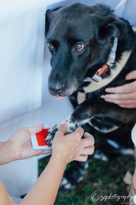 Ein schwarzer Hund bekommt seine Pfote für eine Zeremonie gehalten.